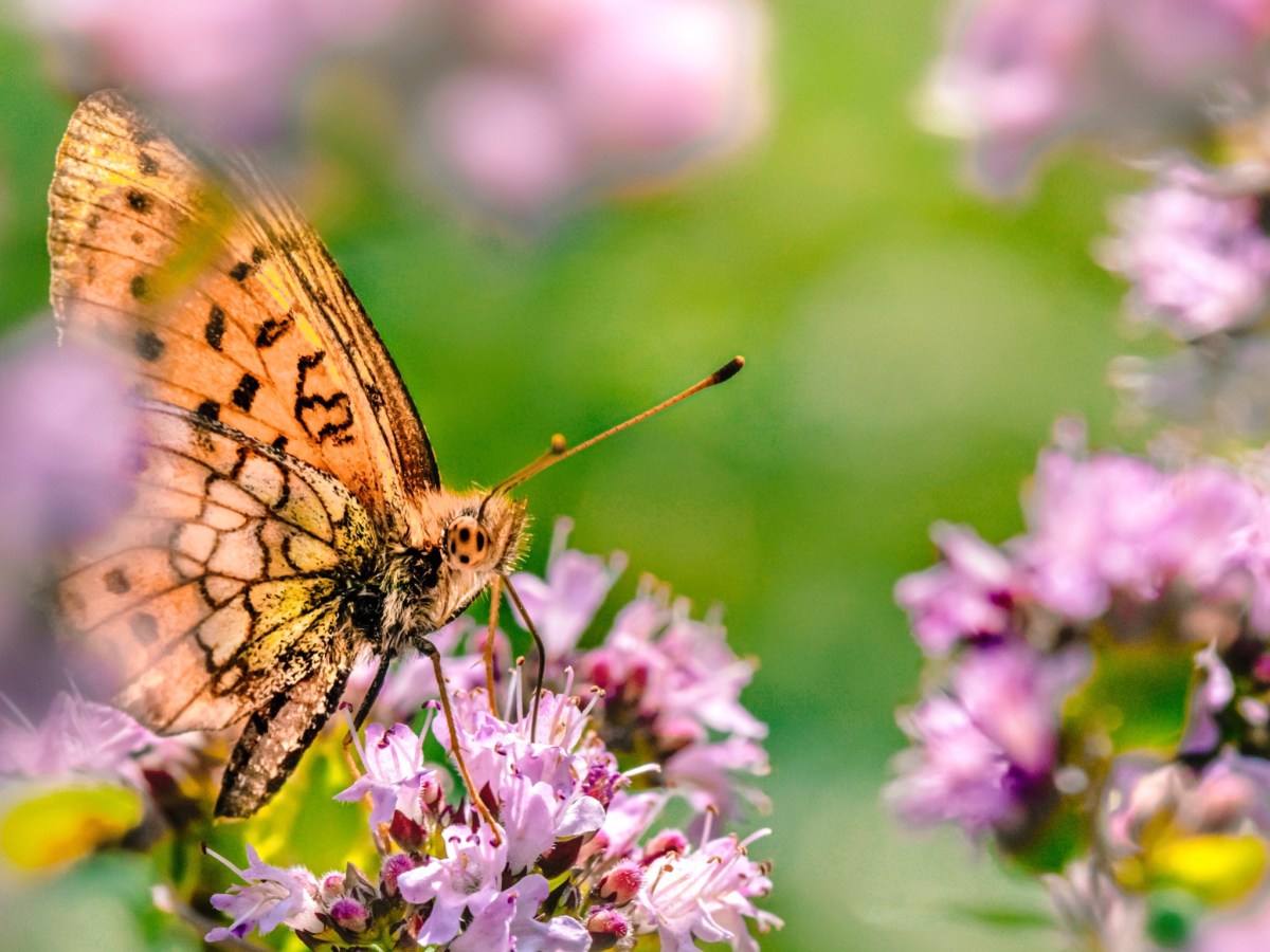 La oportunidad de lo&nbsp;desconocido.